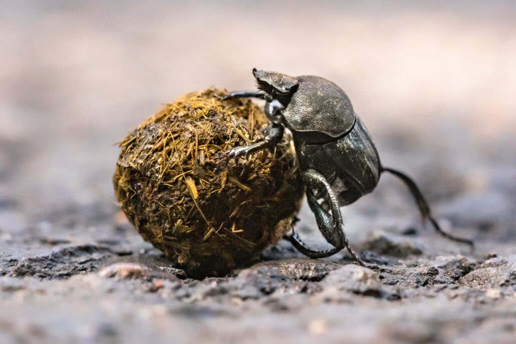Dung beetle struggling uphill battle with ball. Corsica, France