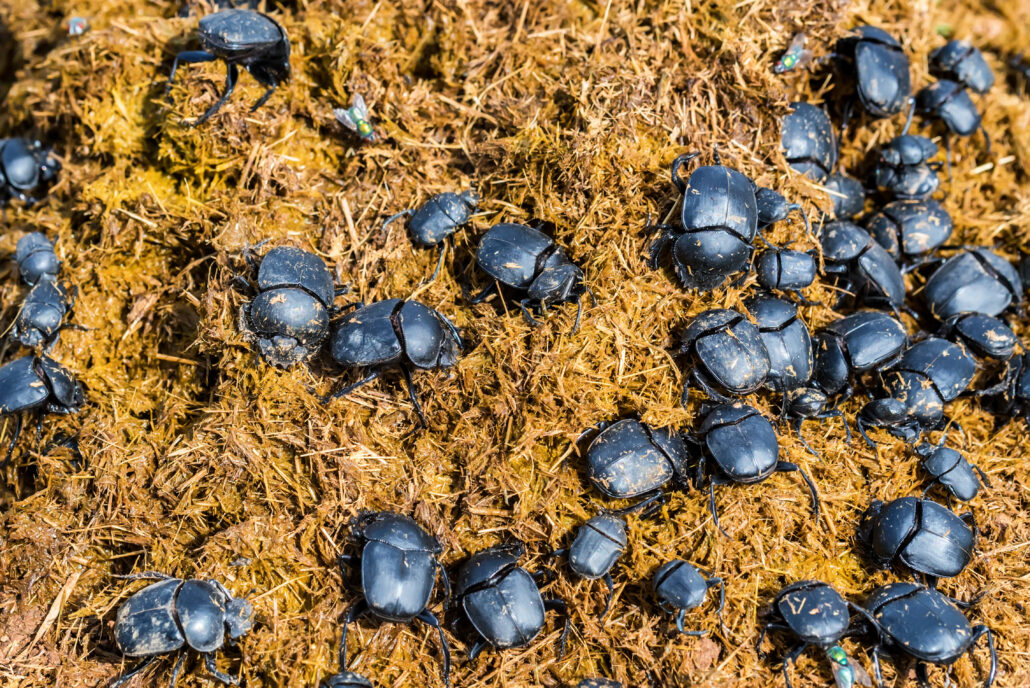 Close up group of Scarabaeus sacer of Sacred Scarab in dung